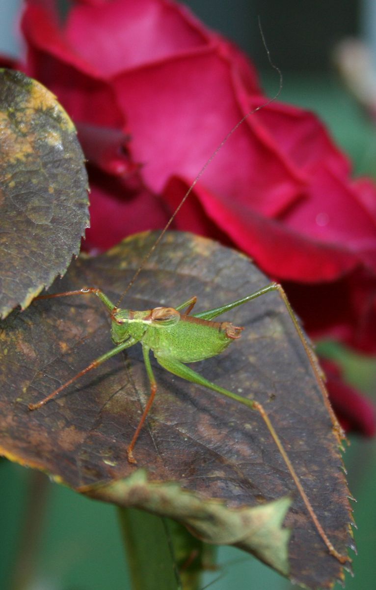 Aphid 2