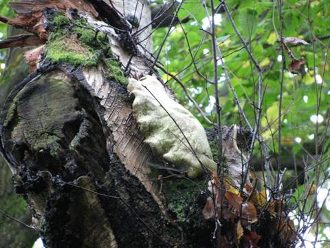 Tree fungus