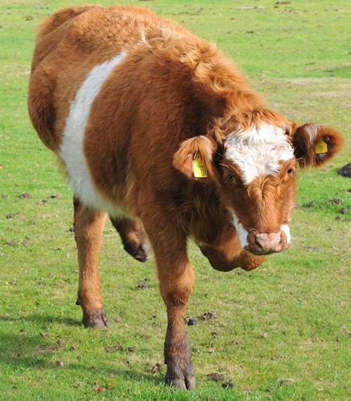 Cow