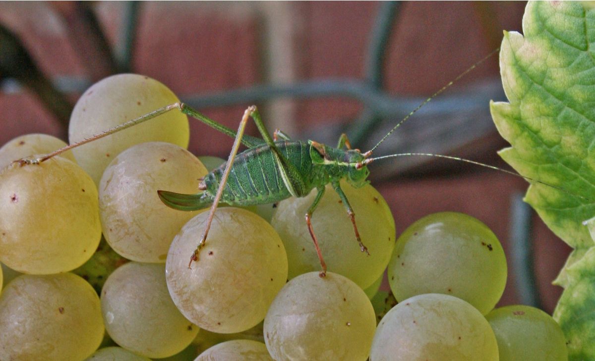 Cricket