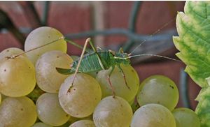 Cricket