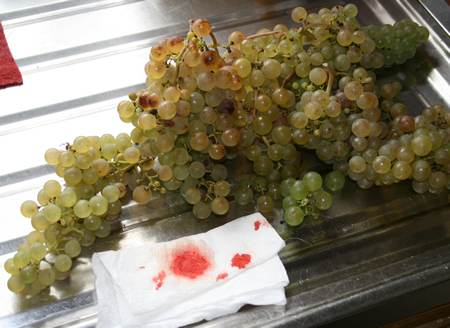 Grapes