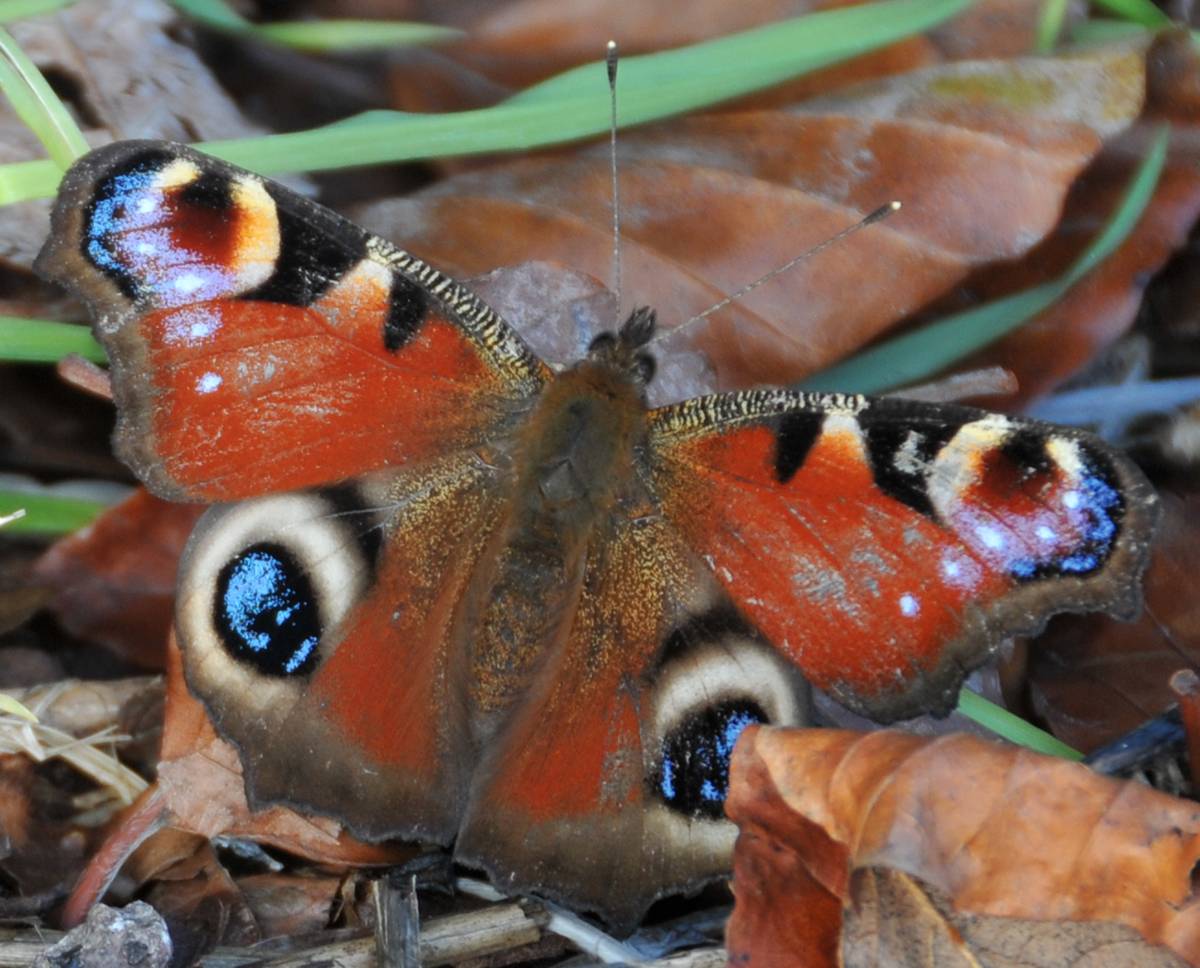 Butterfly