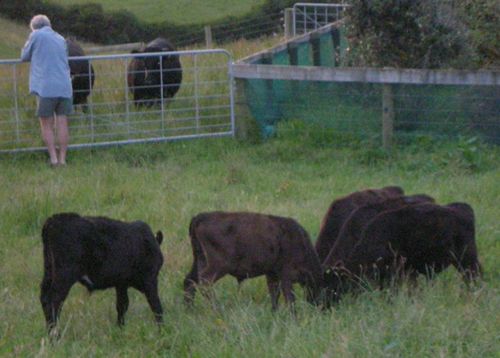 Beef